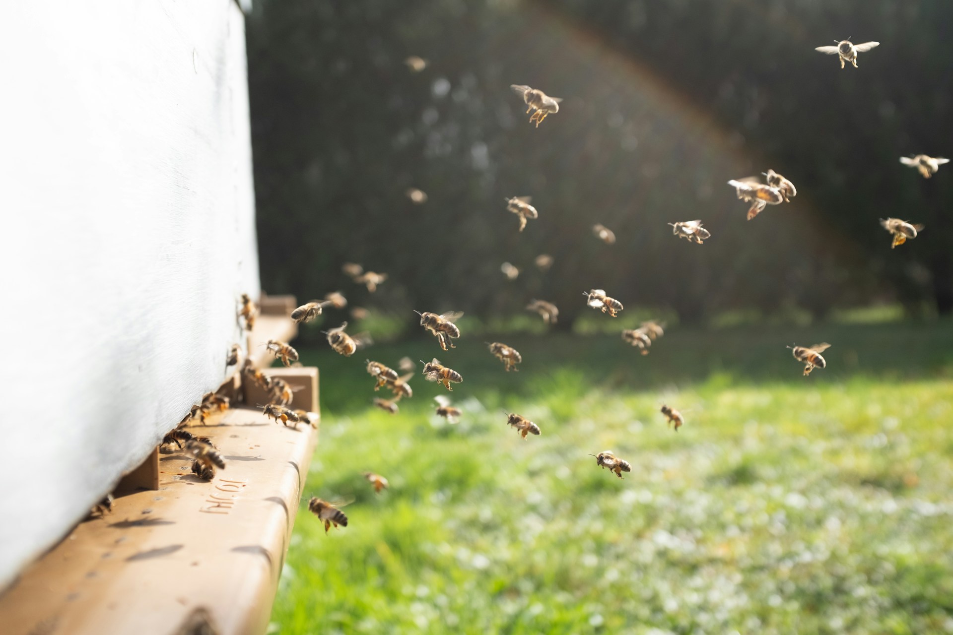 La colmena robótica que revoluciona la apicultura con Inteligencia Artificial